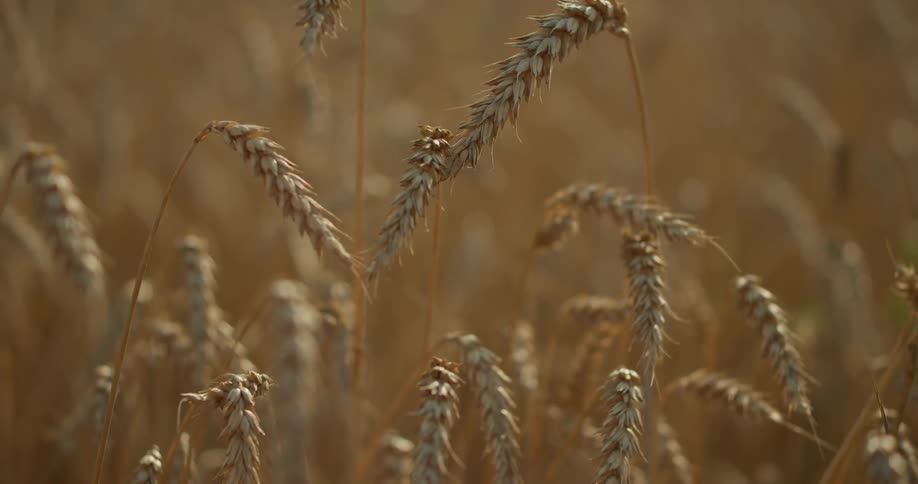 Wheat blowing in the wind at daytime