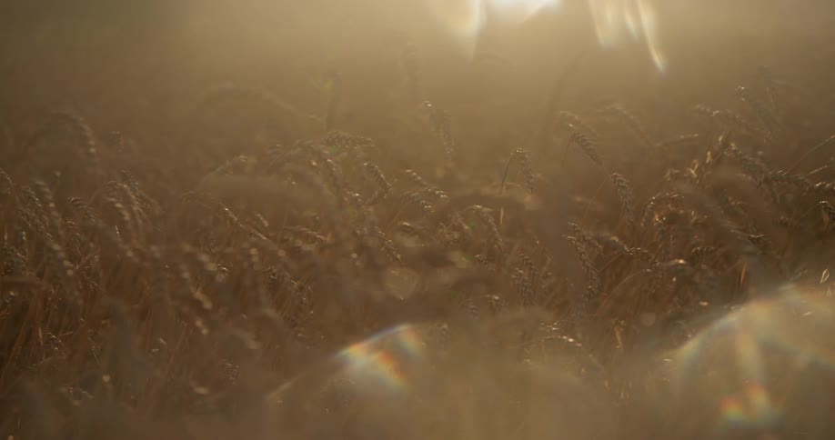 The camera looks out into a field of grain