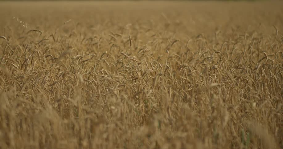A wheat field blowing in the wind