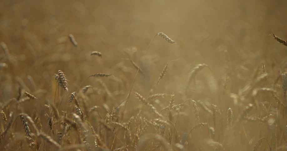 Field of golden wheat swinging in the wind slowly during daytime
