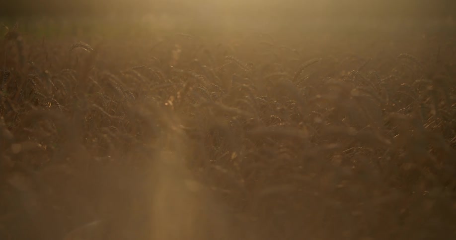 Close up of a wheat field at sunset