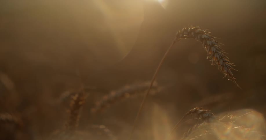 A stalk of wheat in the evening