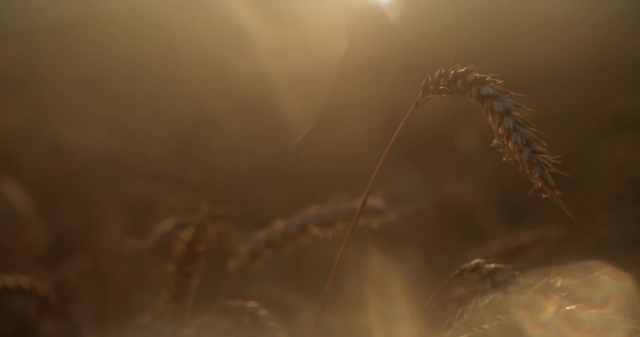 Close up of wheat