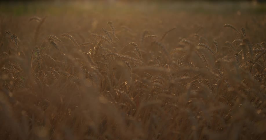 The camera looks across a field of wheat