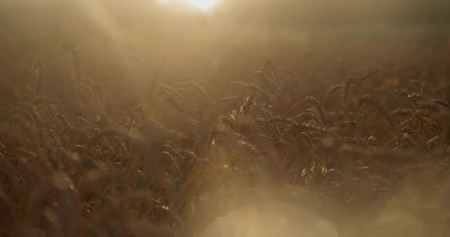 Field of grain gently blowing in the wind