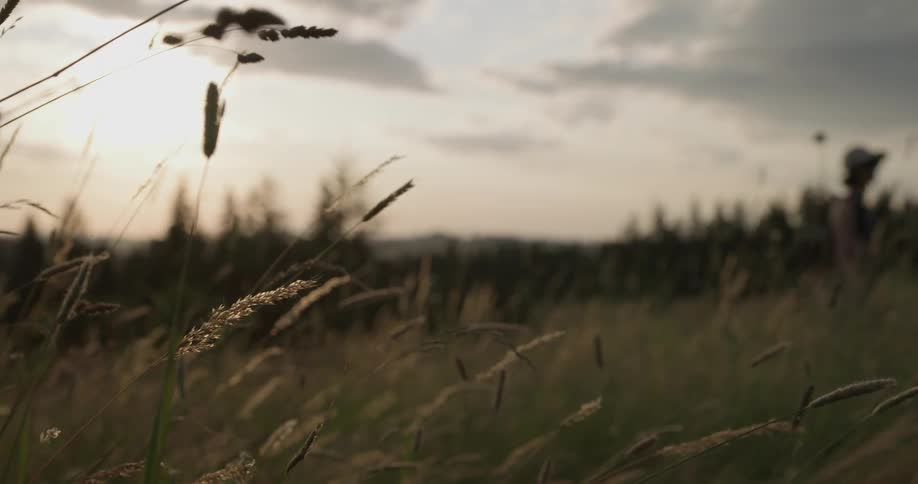 A person wearing a hat and a backpack walks through a field at dawn
