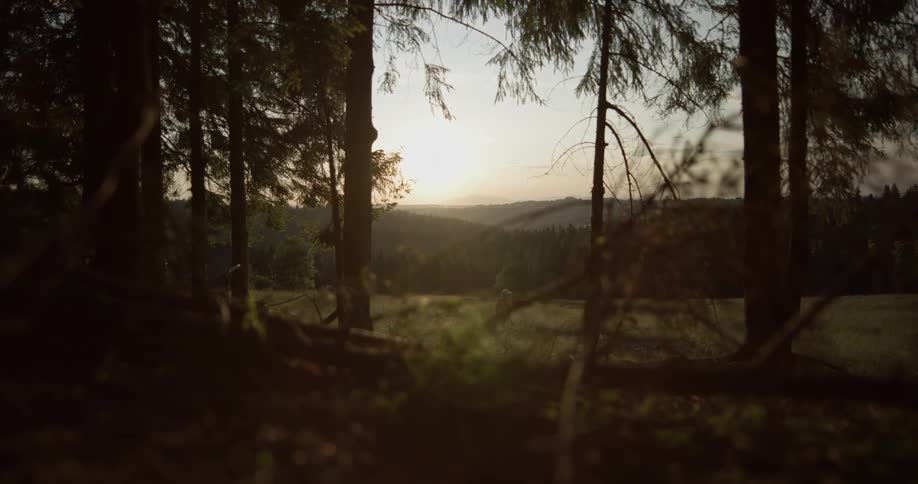 A person walking in a field by the woods