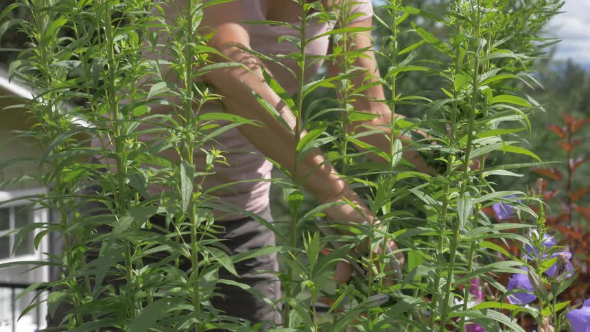 A woman prunes a bush