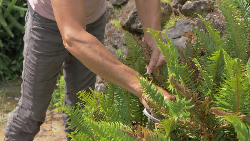 A woman is reaching into a fern bush with a pair of gardening clippers and is removing some of the fern fronds