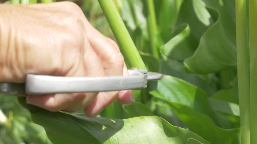 A person is working in the garden trimming stalks of green