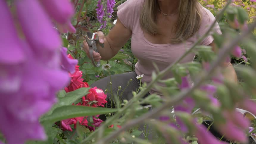 A woman cuts flowers from her garden