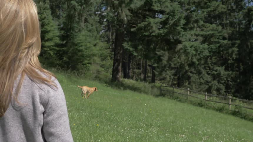 Blonde woman throws a ball for the golden dock in front of the fence in the forest