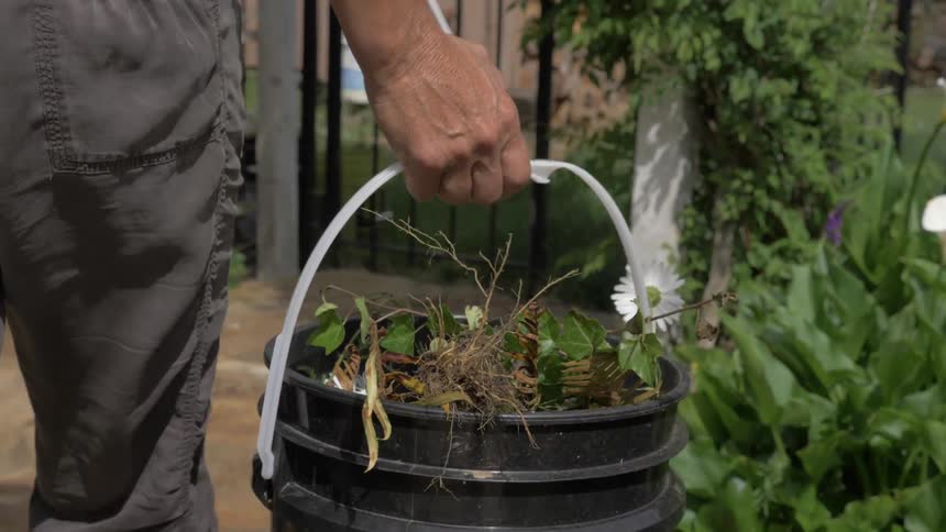 Man carries bucket full of plucked flowers during daylight