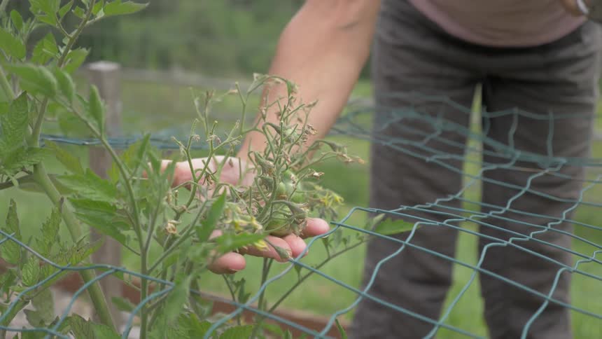 A person grabs a plant from the garden