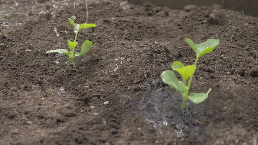 Water is dripped onto green shoots planted in good soil