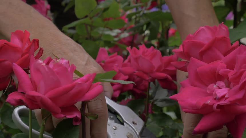 A gardener clipping roses from a garden