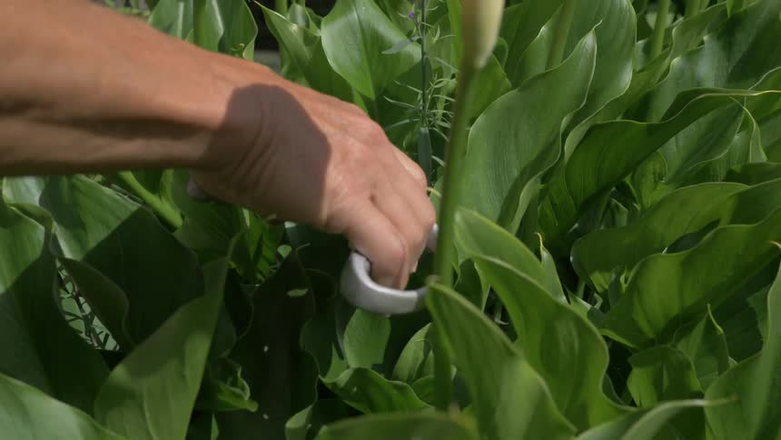 A person uses clippers to cut a flower stem from the garden on a sunny day