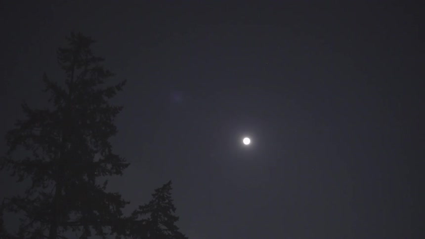 The shining light of the moon is brightly as the focus on the moon shifts to a nearby tree leaving the moon in the distant background of the night sky