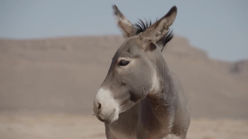 A donkey stands and wags its ears in the desert