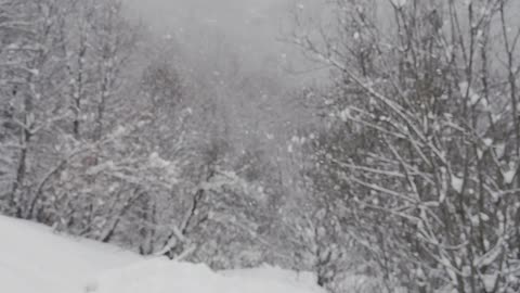 Snow falls in a forest