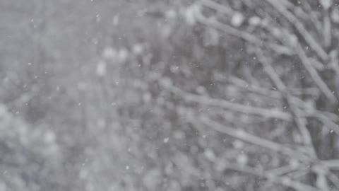 Snow falling slowly through the trees