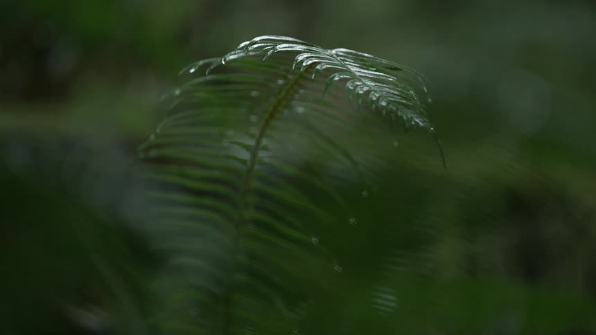Rain falls onto a fern in the forest as a storm rolls through this lush cloud forest