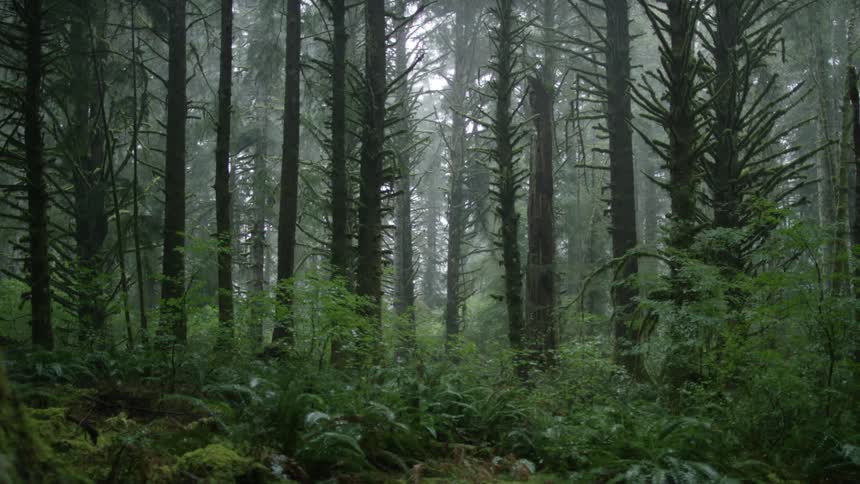 View of a foggy and mystical coastal forest
