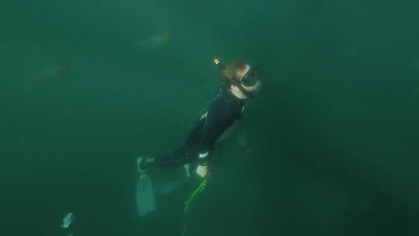 Underwater shot of a free diver carrying a spear gun swims up to the surface