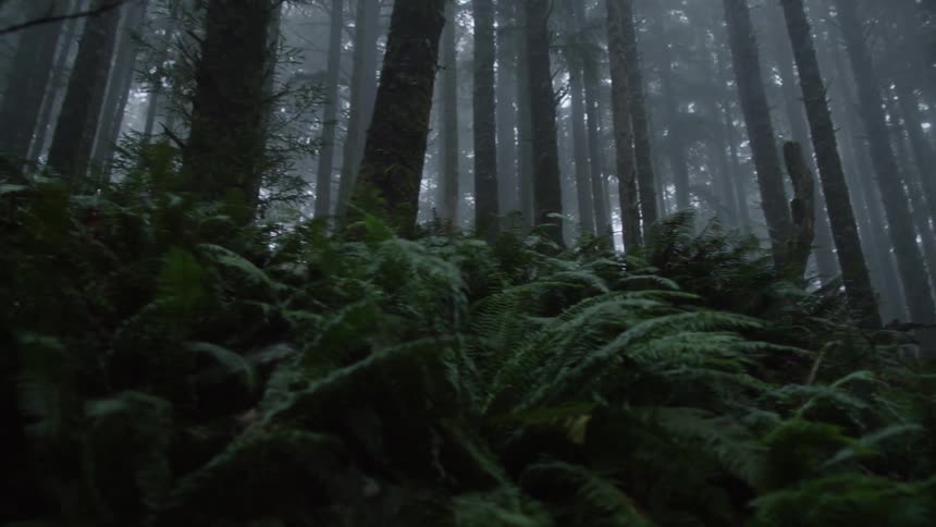 View of a foggy jungle