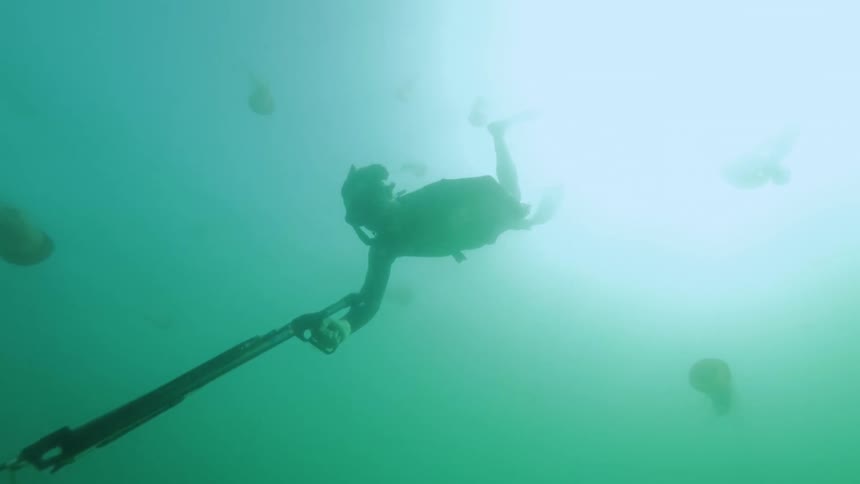 A free diver descends into the pacific ocean swimming past several jelly fish with the sun illuminating the water