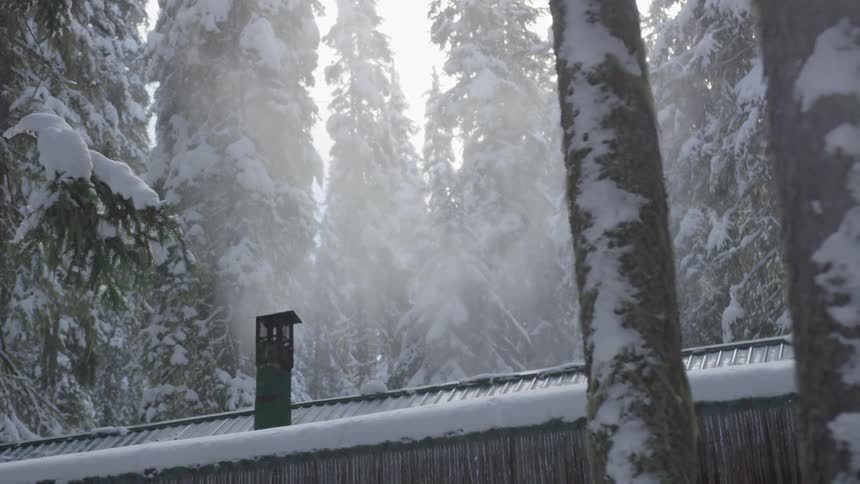 Snow falling on roof in snow covered pine forest