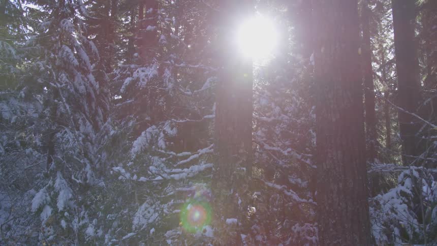 The sun shines through the forest trees as snow falls from the snow covered branches