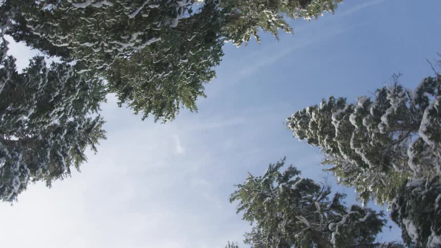 Snow covered pine trees