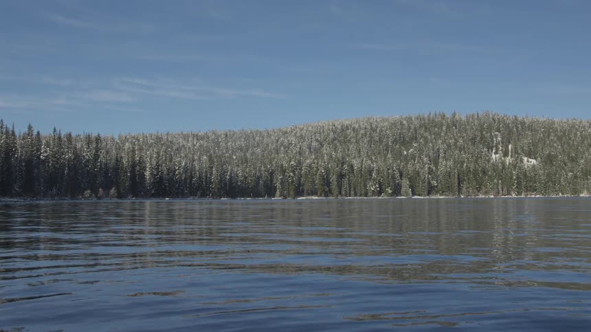 Panoramic view of a lake in front of a pine forest