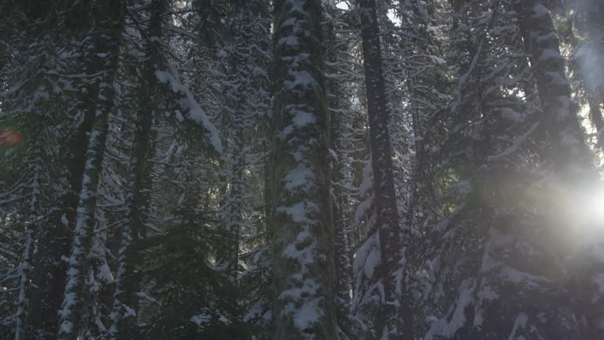 A group of trees packed close together are covered with snow