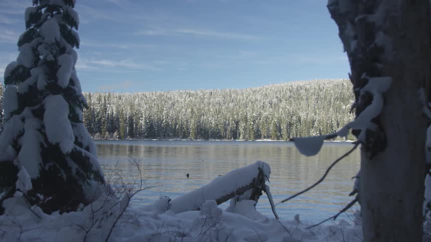 The trees are covered with snow around the lake