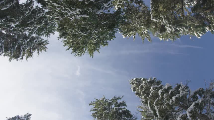 Snowy pine trees on a sunny day