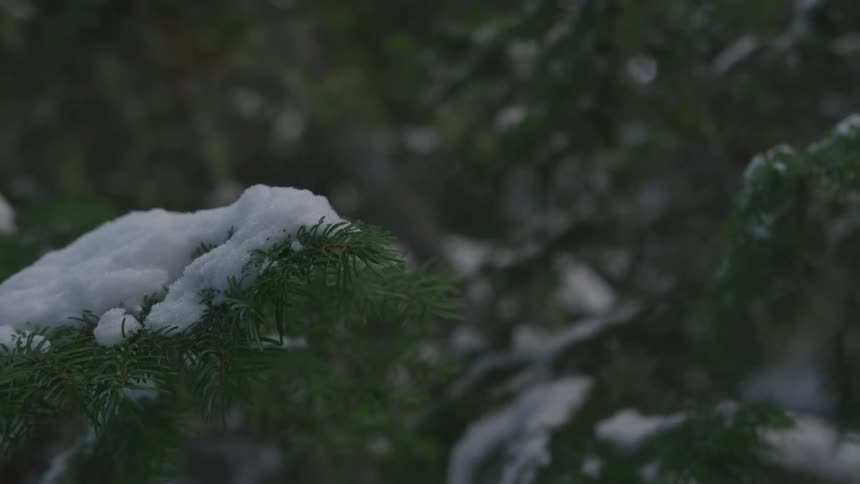 Snow is settled on branches of a pine tree