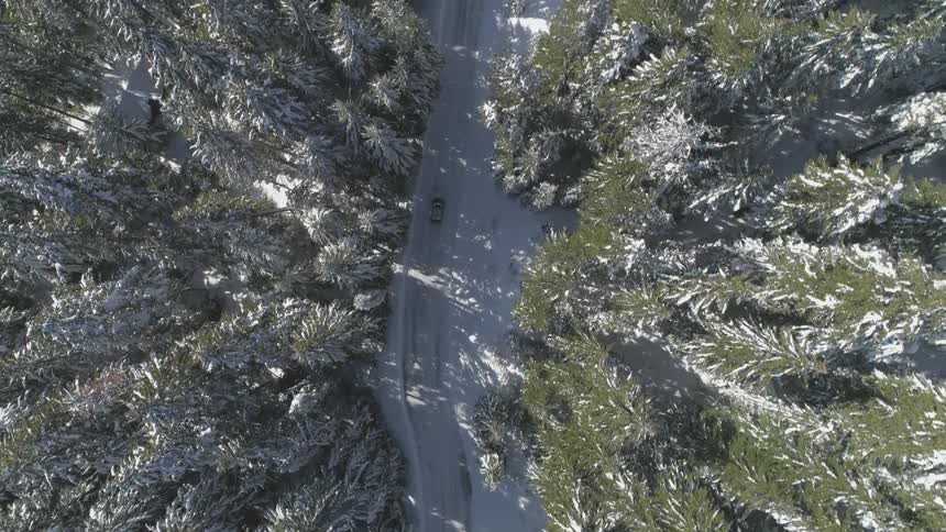 A car is driving on a winding snow covered road among tall pine trees
