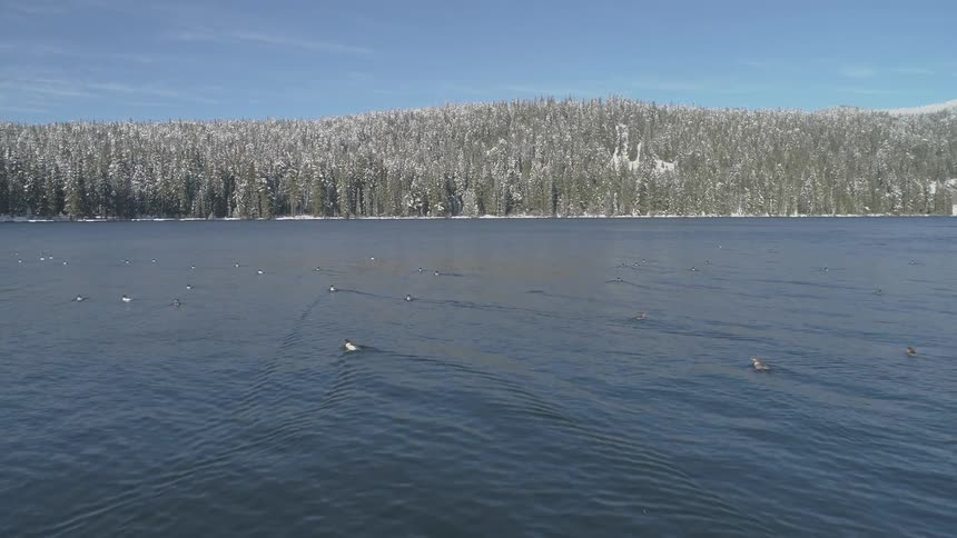 Ducks paddling across a lake surrounded by snow covered trees and hills