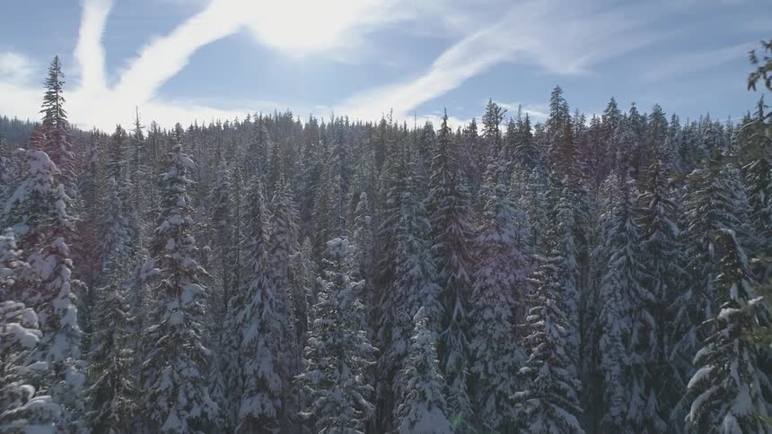 Aerial shot of a snowy forest