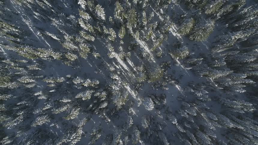 A snow covered forest looms below