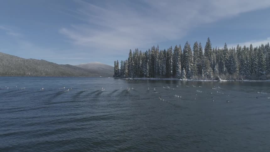 A flock of birds swim across a lake surrounded by forest and mountains