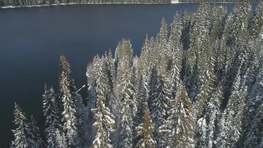 Tall trees lightly covered with snow by a lake