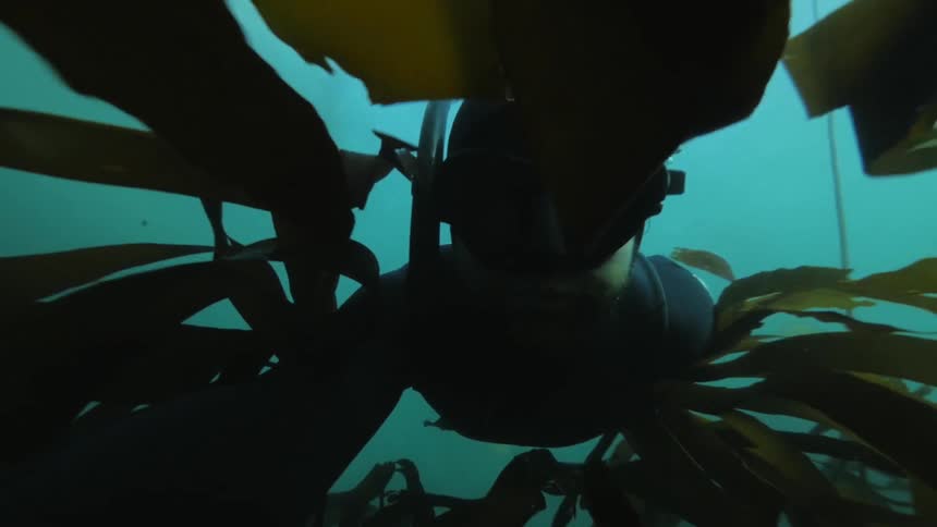 Underwater selfie view of a man swimming through a kelp forest in the Pacific Ocean