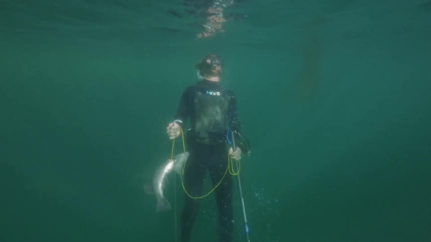 Free diver rising to the surfaces with a foraged rock fish found in the ocean