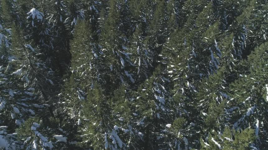 Aerial footage of snow covered trees in a forest