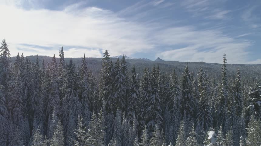 A forest with trees covered in snow
