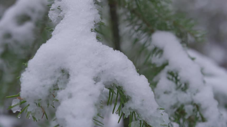 Snow and ice cover the branches of a conifer tree