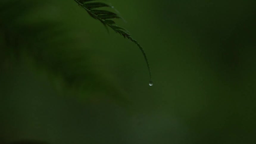 Rain dripping off the end of a fern frond